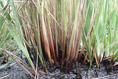 Carex lasiocarpa, photographed by Thomas Gyselinck