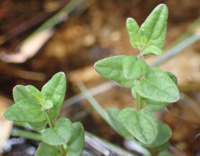 Scutellaria minor, photographed by Thomas Gyselinck
