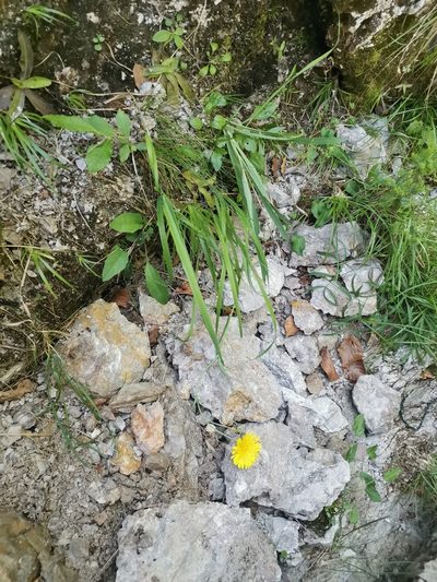 Hieracium bupleuroides, photographed by Ljaž