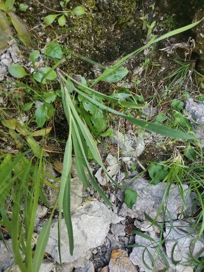 Hieracium bupleuroides, photographed by Ljaž