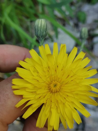 Hieracium bupleuroides, photographed by Ljaž