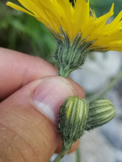 Hieracium bupleuroides, photographed by Ljaž