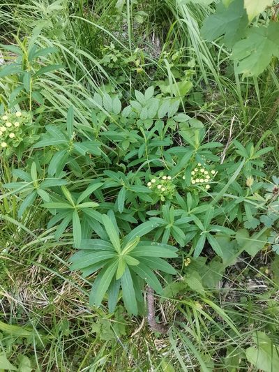 Euphorbia illirica, photographed by Ljaž