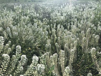 Lepidium thurberi, photographed by Daniel McNair