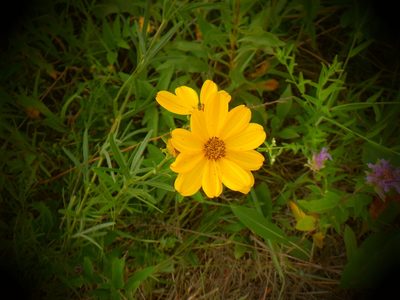 Coreopsis palmata, photographed by Eric Schmidt