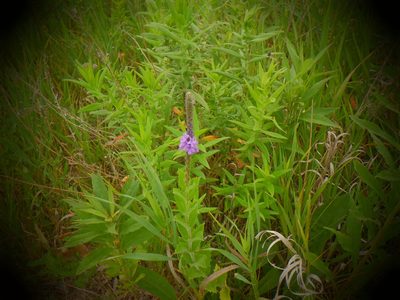 Verbena stricta, photographed by Eric Schmidt