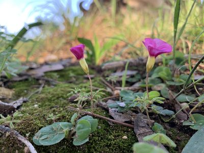 Oxalis glabra, photographed by Dave Richardson