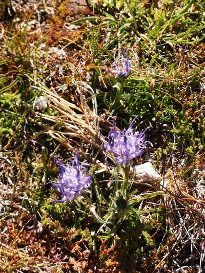 Phyteuma confusum, photographed by E. A.