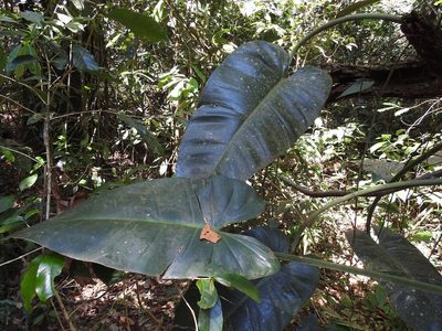 Philodendron sagittifolium, photographed by Neptalí Ramírez Marcial