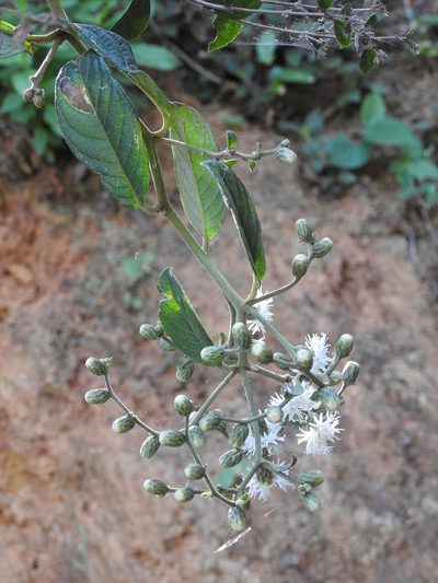 Lepidaploa canescens, photographed by Neptalí Ramírez Marcial