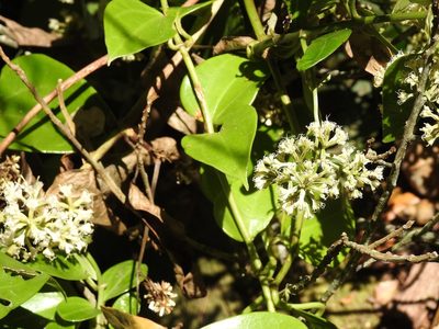 Mikania leiostachya, photographed by Neptalí Ramírez Marcial