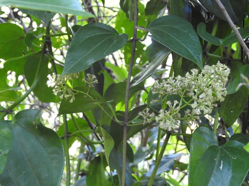 Mikania leiostachya, photographed by Neptalí Ramírez Marcial