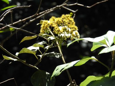 Sinclairia vagans, photographed by Neptalí Ramírez Marcial