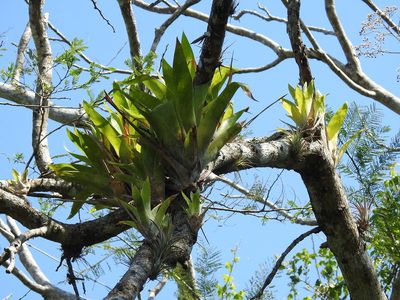 Catopsis occulta, photographed by Neptalí Ramírez Marcial