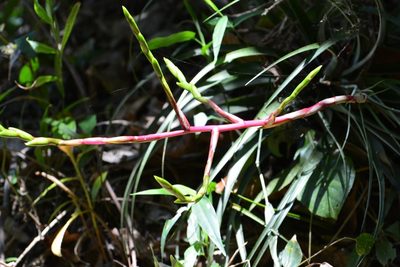Tillandsia elusiva, photographed by Neptalí Ramírez Marcial