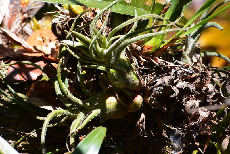 Tillandsia pruinosa, photographed by Neptalí Ramírez Marcial