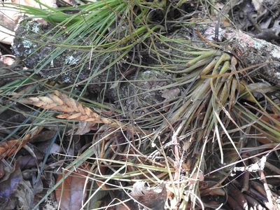 Tillandsia zoquensis, photographed by Neptalí Ramírez Marcial