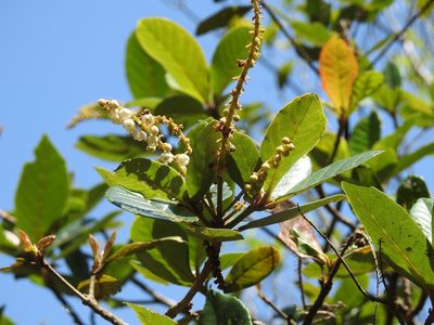 Clethra purpusii, photographed by Neptalí Ramírez Marcial