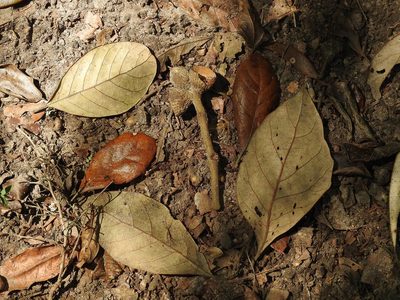 Quercus oleoides, photographed by Neptalí Ramírez Marcial