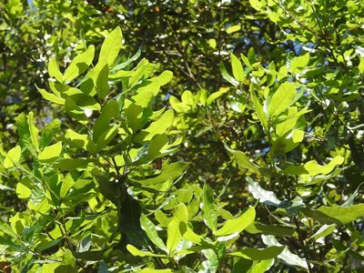 Quercus sapotifolia, photographed by Neptalí Ramírez Marcial