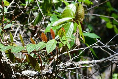 Columnea schiedeana, photographed by Neptalí Ramírez Marcial