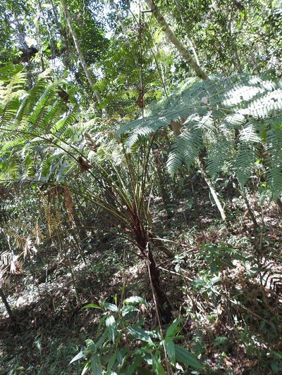 Cyathea myosuroides, photographed by Neptalí Ramírez Marcial