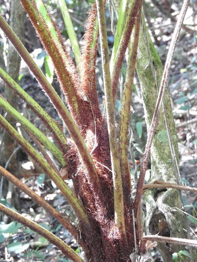 Cyathea myosuroides, photographed by Neptalí Ramírez Marcial