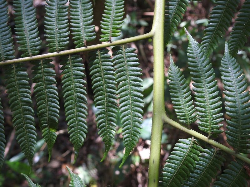 Cyathea myosuroides, photographed by Neptalí Ramírez Marcial