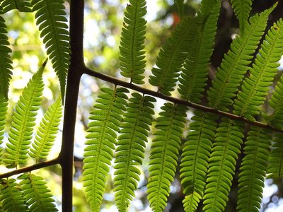 Cyathea myosuroides, photographed by Neptalí Ramírez Marcial