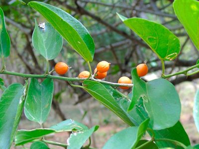 Celtis iguanaea, photographed by Francisco Farriols Sarabia