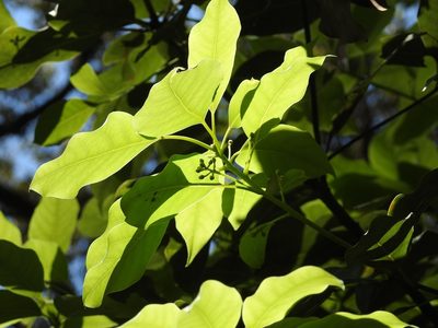 Ocotea heydeana, photographed by Neptalí Ramírez Marcial
