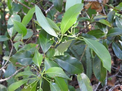 Ocotea heydeana, photographed by Neptalí Ramírez Marcial