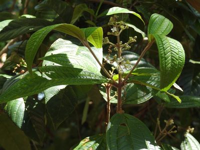 Miconia ibaguensis, photographed by Neptalí Ramírez Marcial