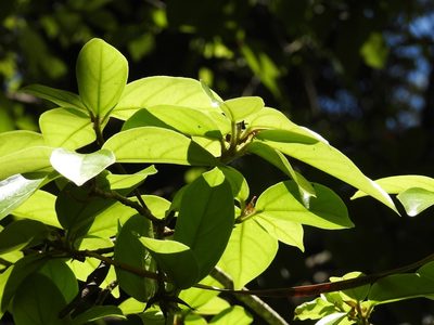 Ficus colubrinae, photographed by Neptalí Ramírez Marcial