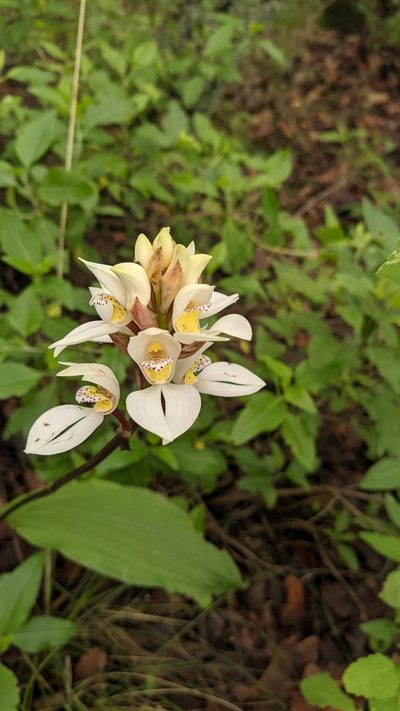 Govenia utriculata, photographed by IA braham