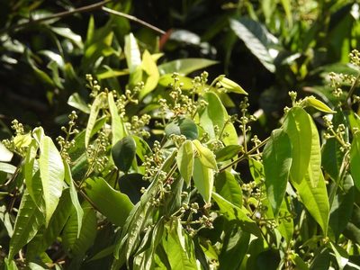 Myrcia neovenulosa, photographed by Neptalí Ramírez Marcial