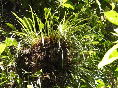 Maxillaria meleagris, photographed by Neptalí Ramírez Marcial
