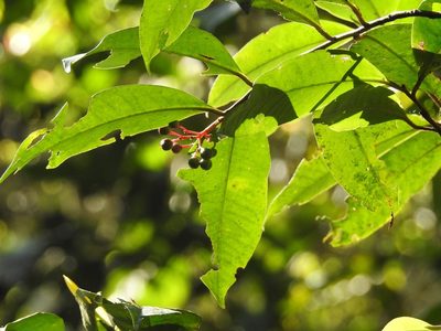 Ardisia staminosa, photographed by Neptalí Ramírez Marcial
