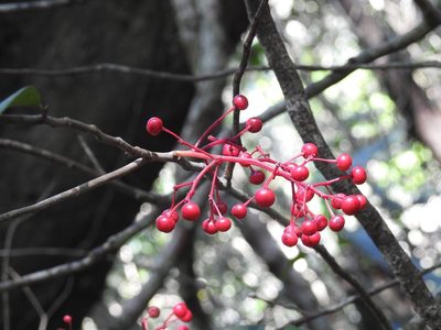 Ardisia staminosa, photographed by Neptalí Ramírez Marcial