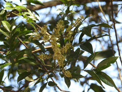 Matayba oppositifolia, photographed by Neptalí Ramírez Marcial