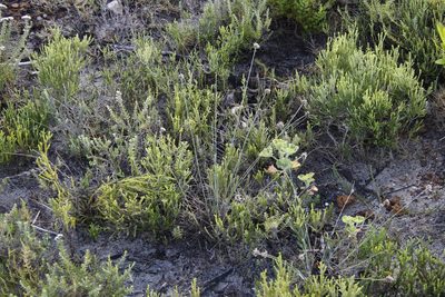 Ficinia paradoxa, photographed by Tony Rebelo