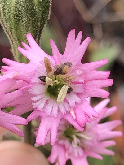 Silene scouleri, photographed by Justin Paulin