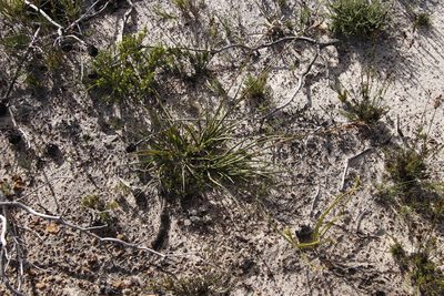 Tetraria eximia, photographed by Tony Rebelo