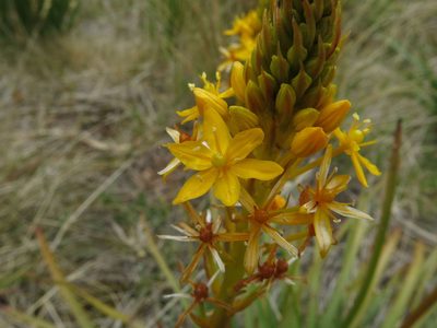 Bulbinella hookeri, photographed by John Barkla