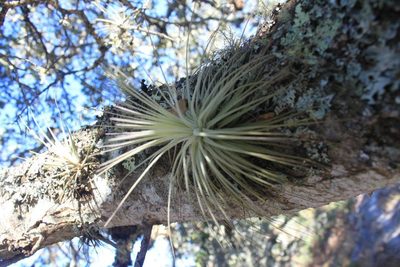 Tillandsia magnusiana, photographed by Eugenio Padilla