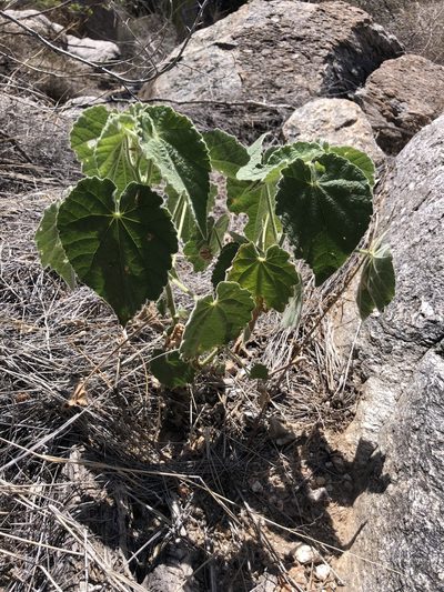 Abutilon parishii, photographed by Daniel McNair
