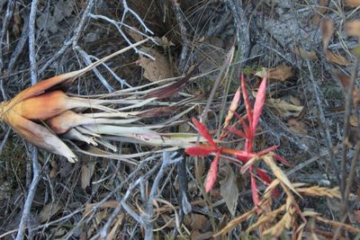 Tillandsia gymnobotrya, photographed by Eugenio Padilla