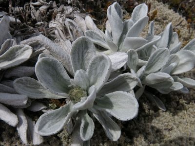 Celmisia allanii, photographed by John Barkla