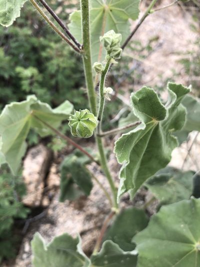 Abutilon mollicomum, photographed by Daniel McNair