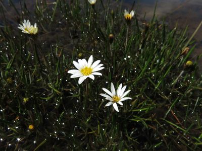 Celmisia alpina, photographed by John Barkla